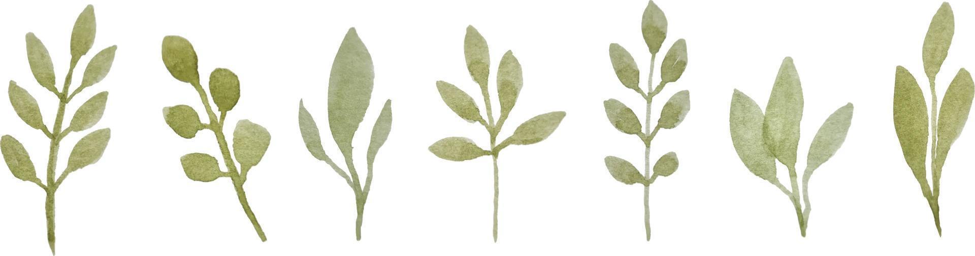 Watercolor hand drawn green herbs isolated on white background vector clipart