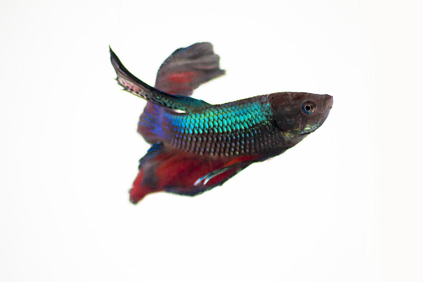 Shiny betta fish in water tank with white isolated background photo