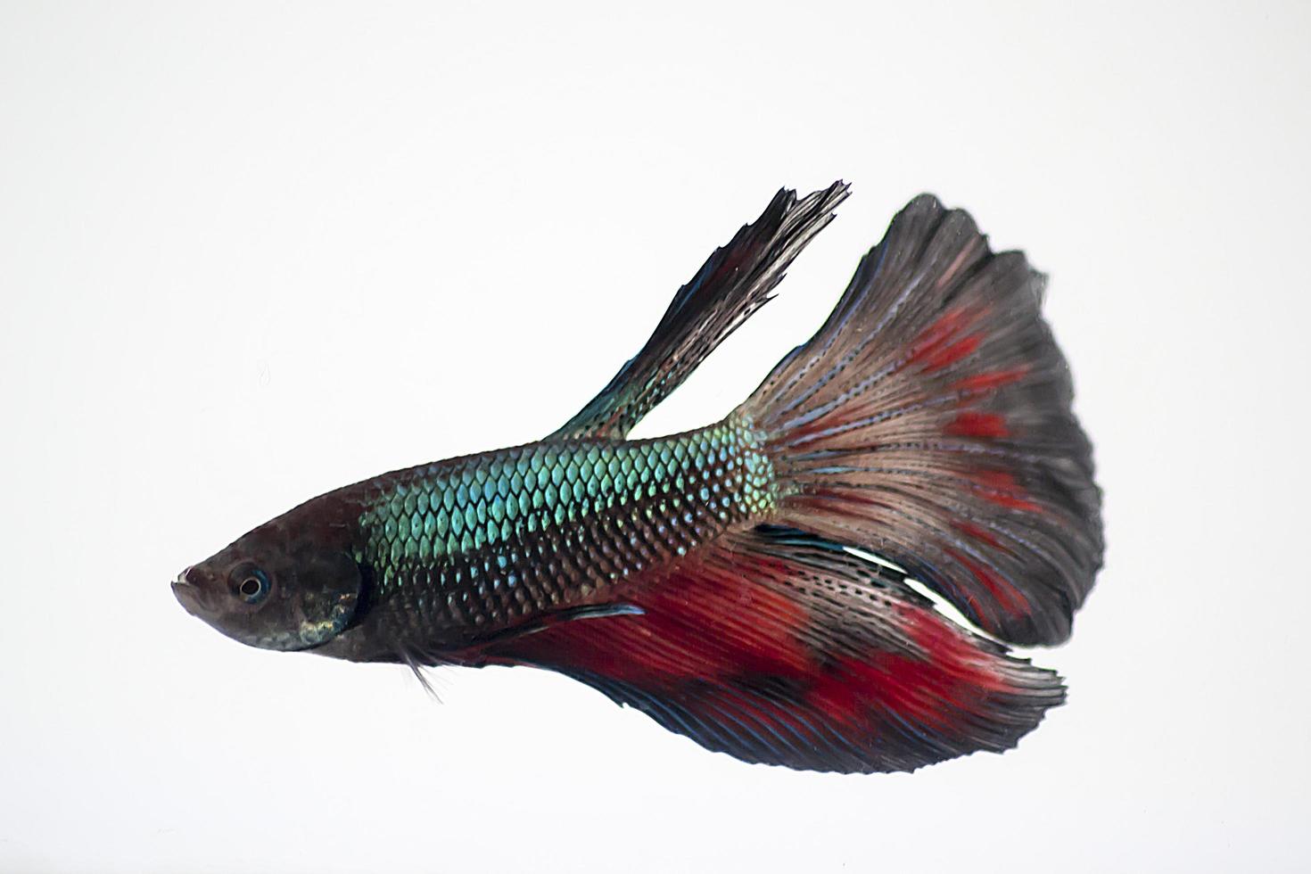 Shiny betta fish in water tank with white isolated background photo