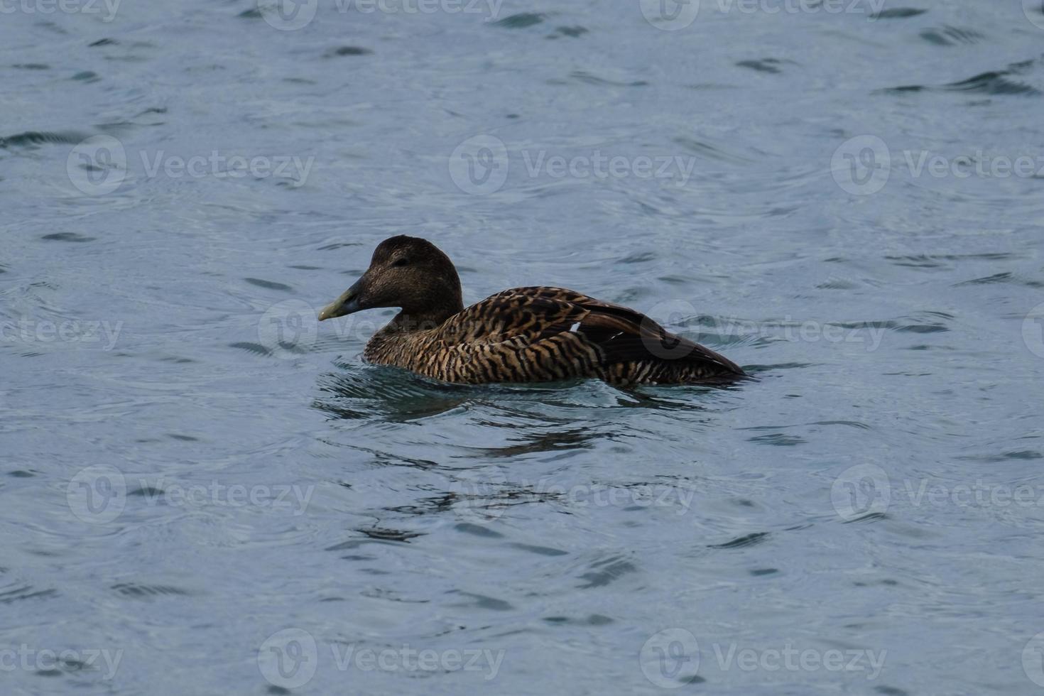 Common Eider Somateria mollissima Rathlin Island Northern Ireland UK photo