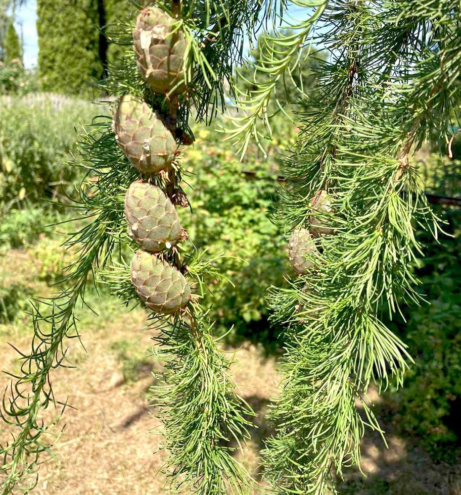 Larch branch with cones. High quality photo