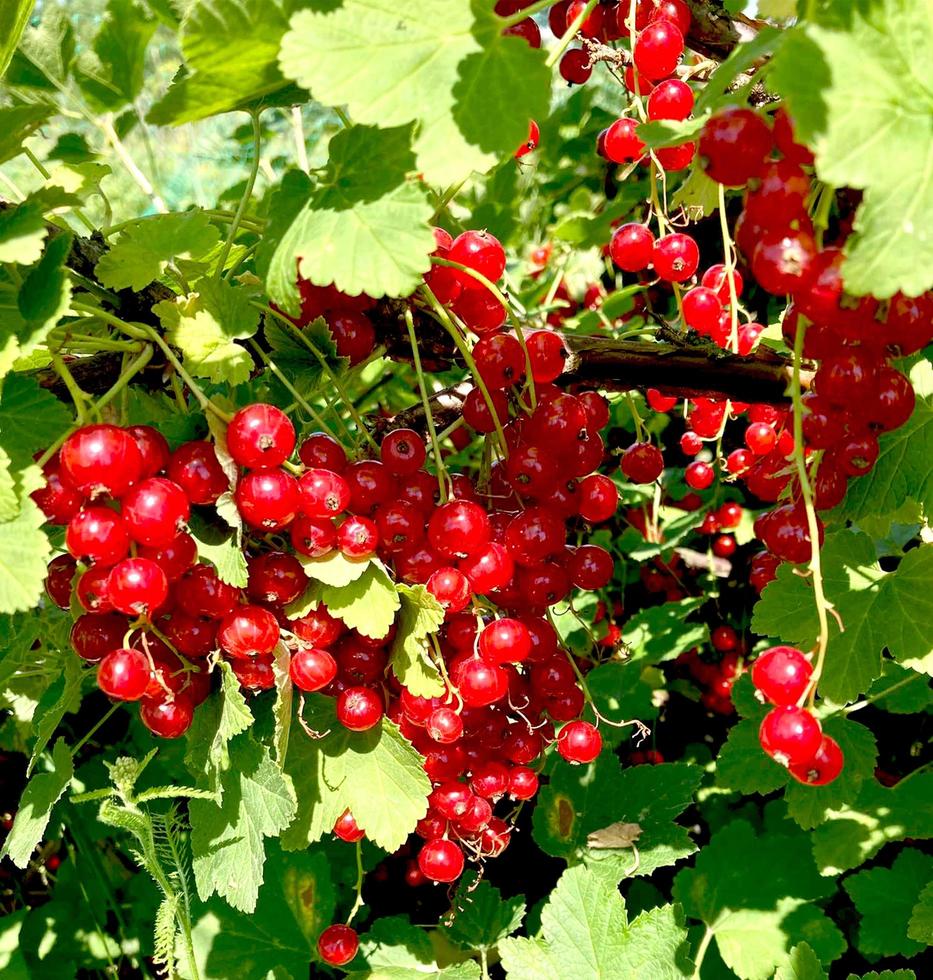 Branch of red currant berry close-up Ribes rubrum. Fruits of the summer season with bright sunlight. Photo on the theme of organic farming and healthy eating.
