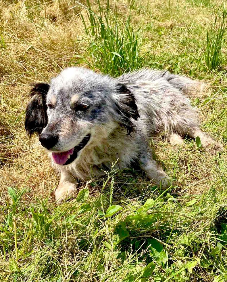 El perro fotográfico se encuentra en la hierba. foto de alta calidad