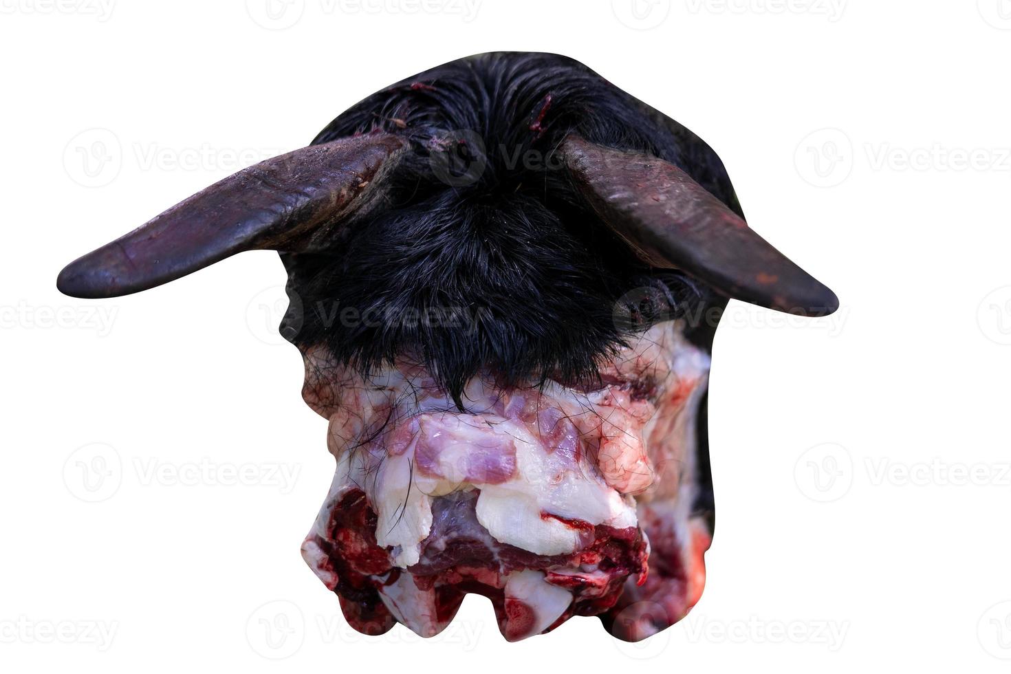 Goat's back head white background photo