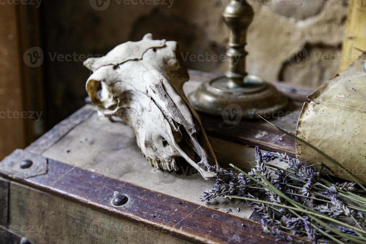 Satanic goat skull photo