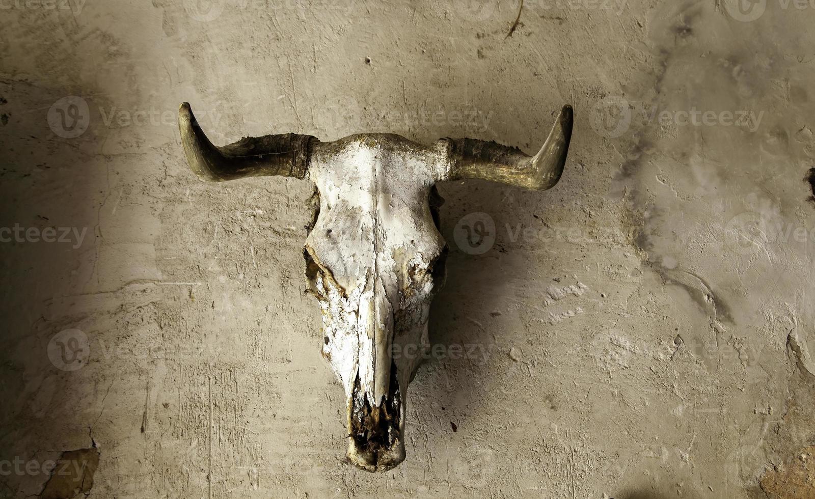 Cow skull with horns photo