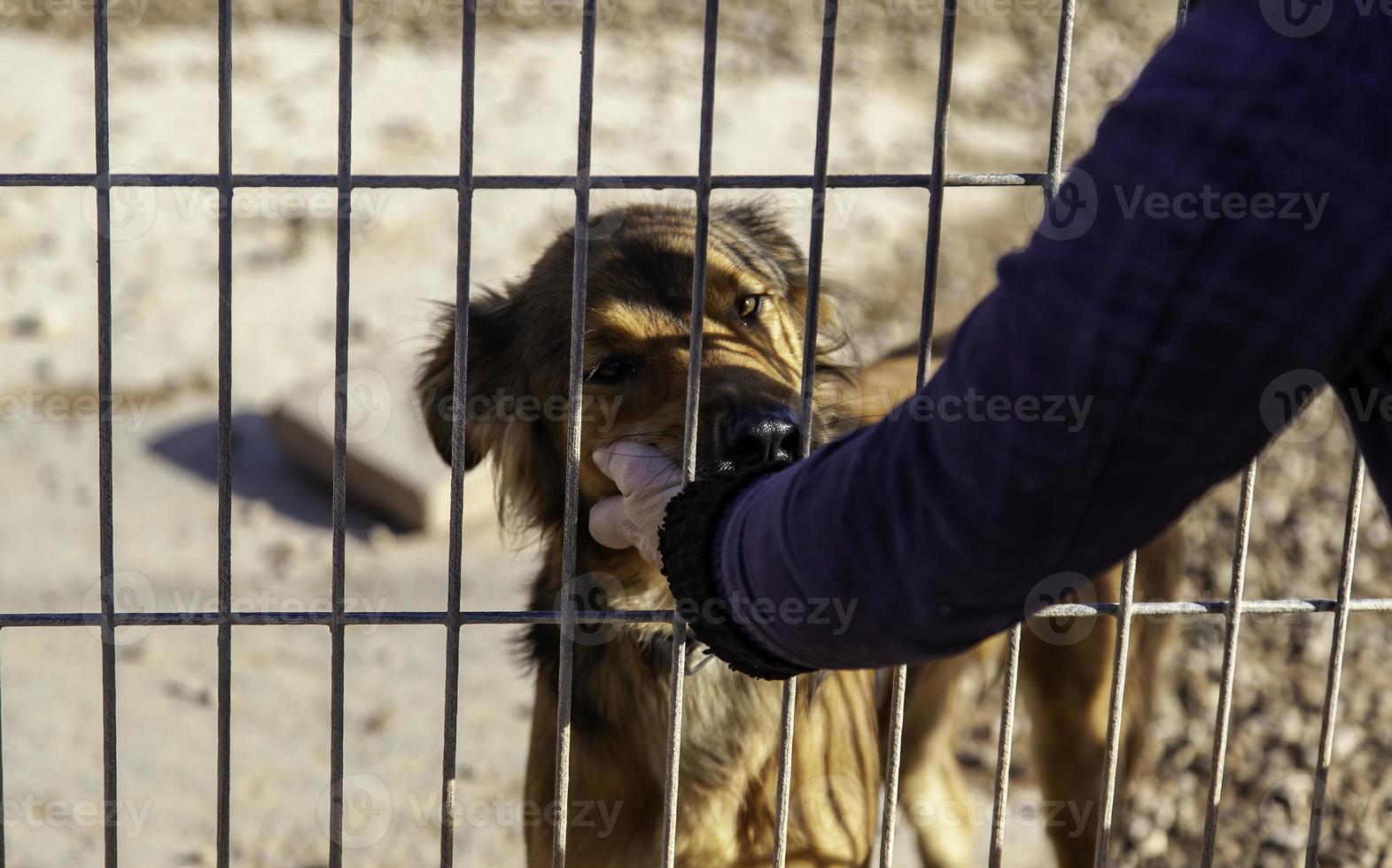 Petting caged dog photo