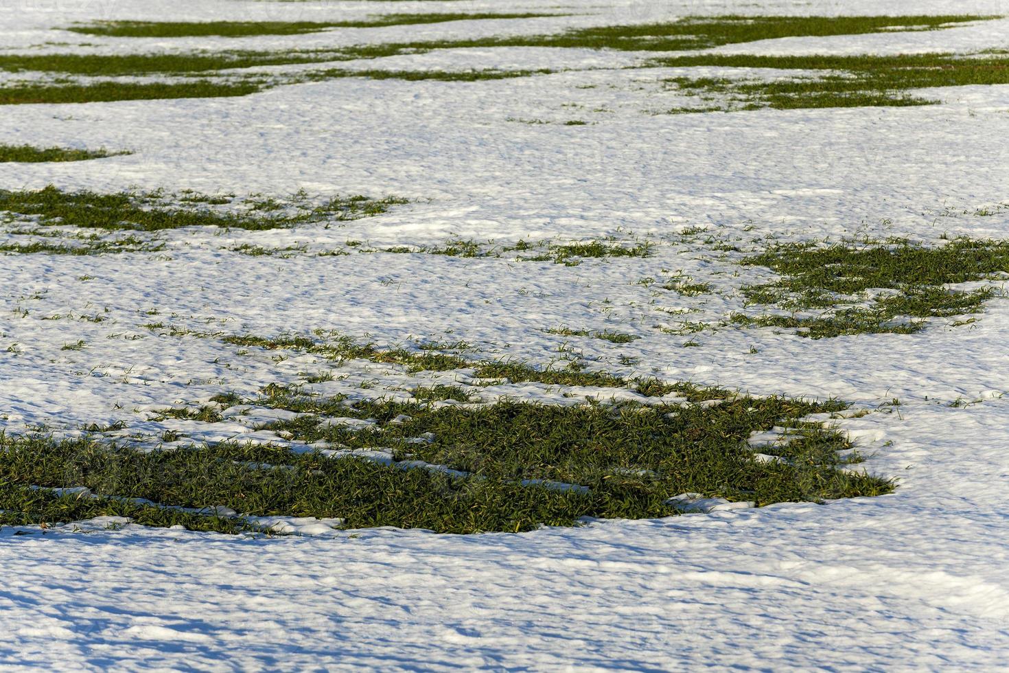 sprouts of winter wheat photo