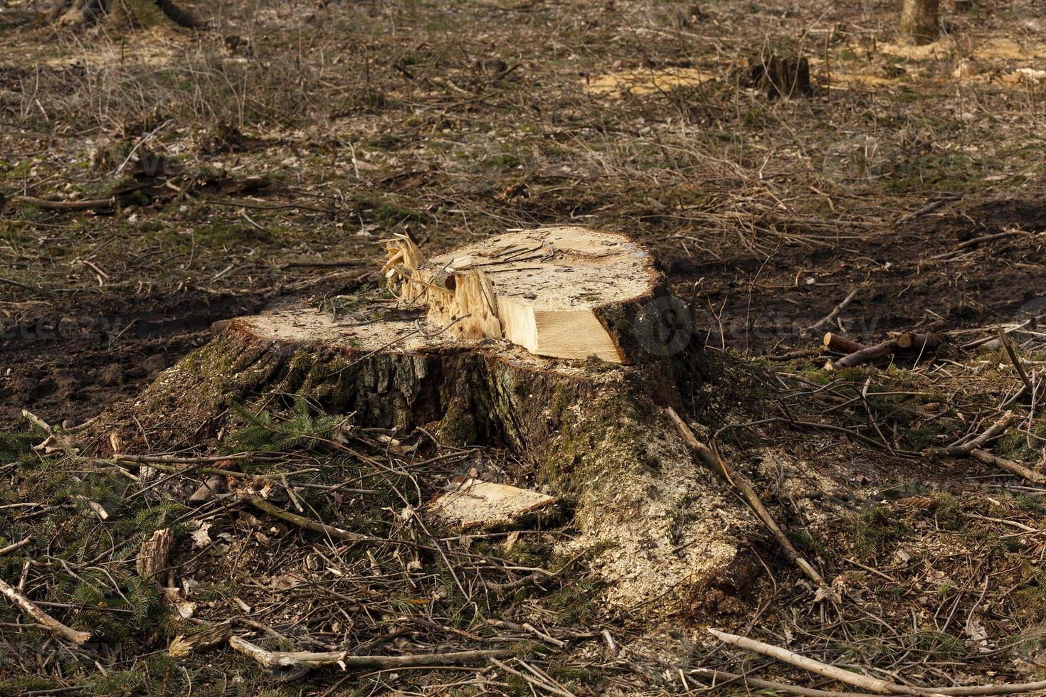 old sawn trees. photo