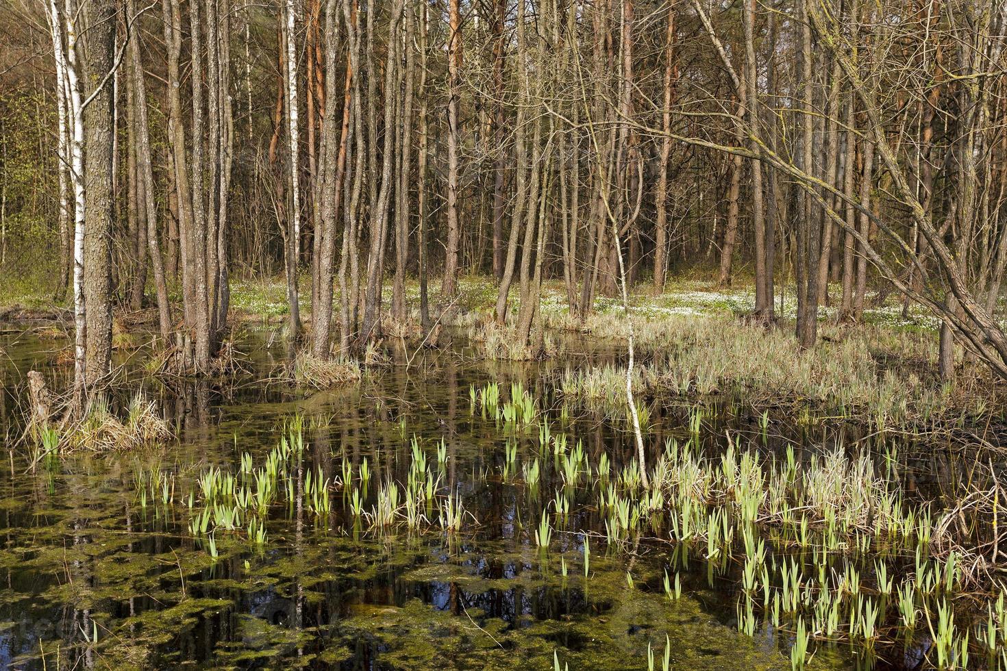 swamp . spring season photo