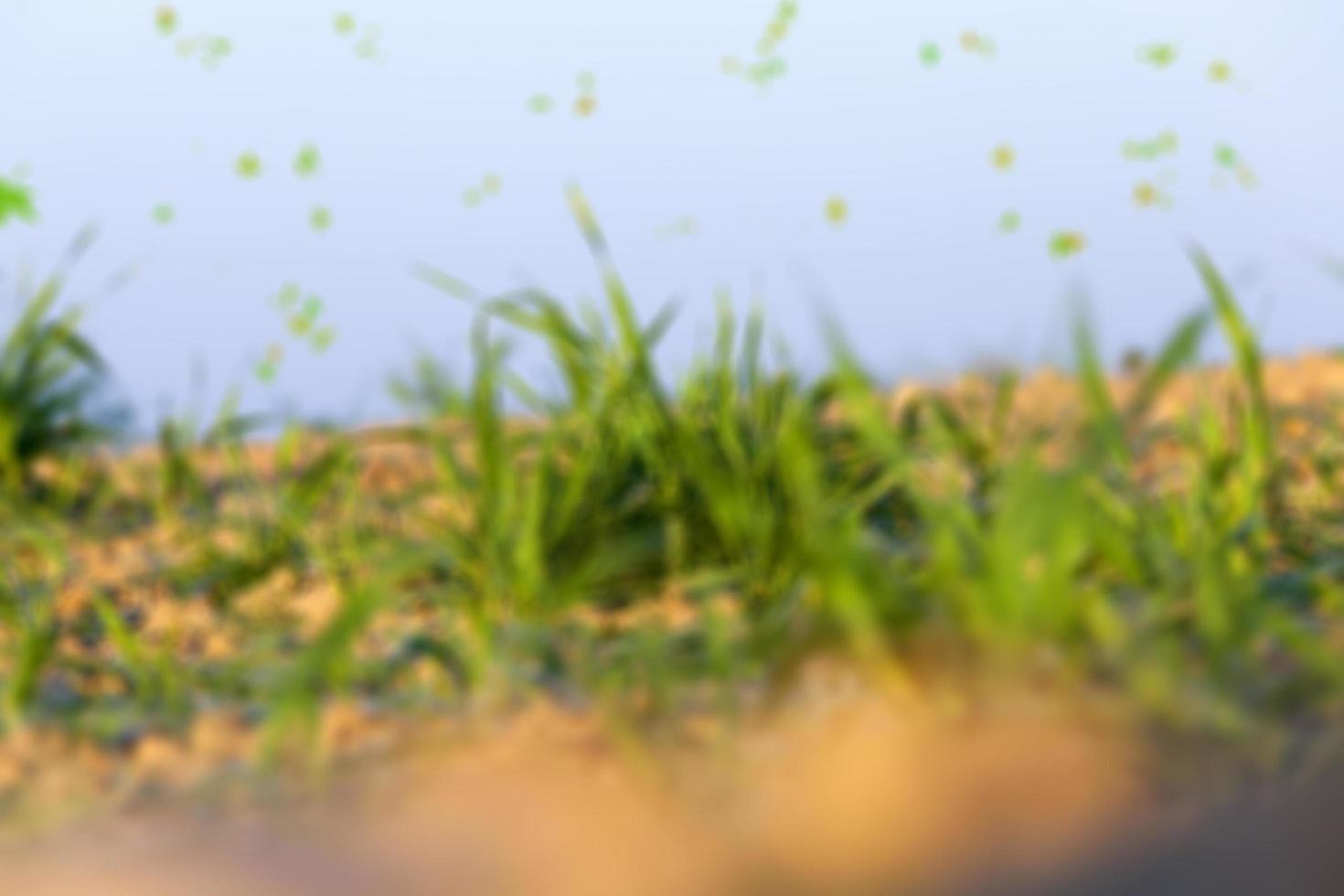 field with young wheat photo