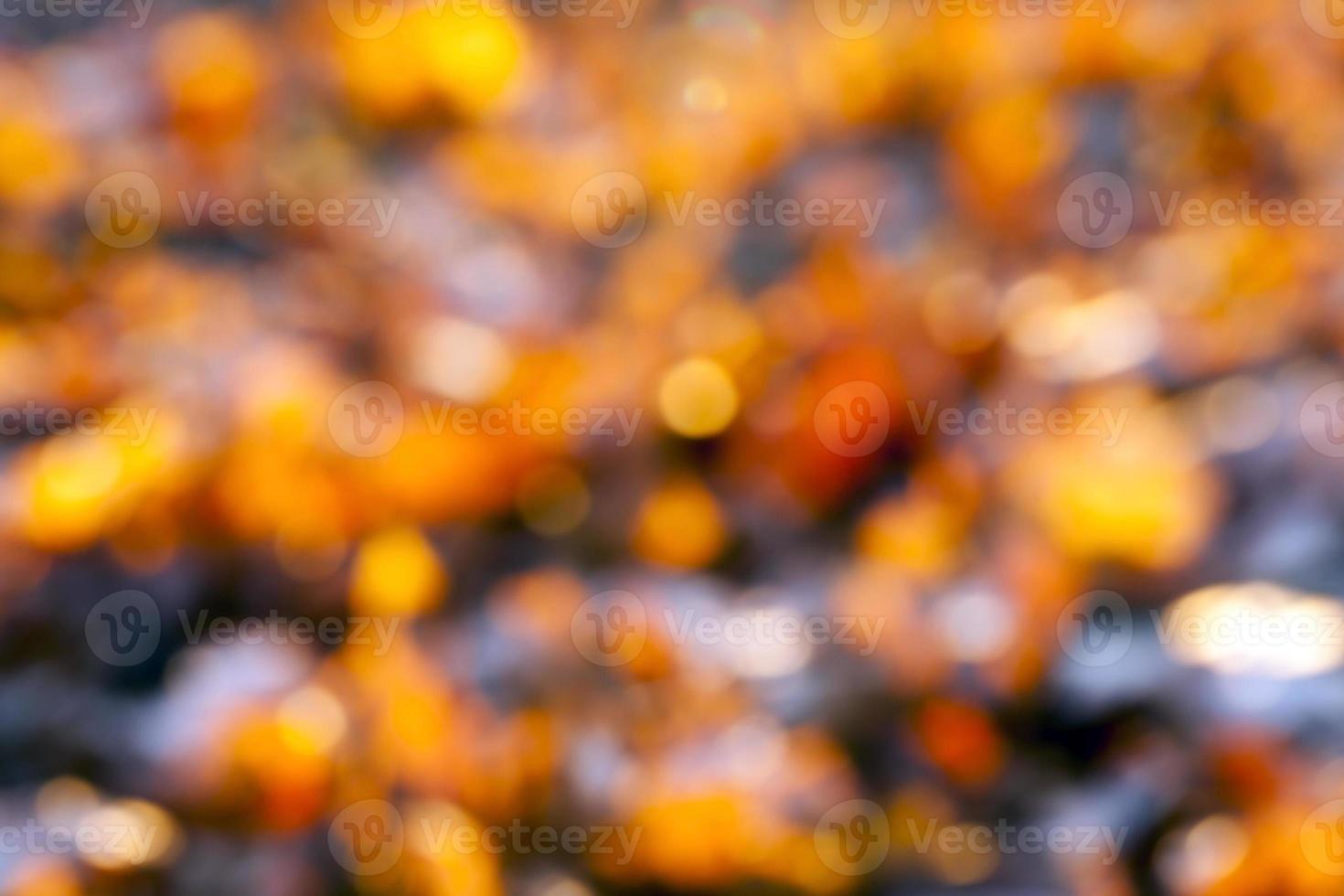 Yellow fallen leaves defocused photo