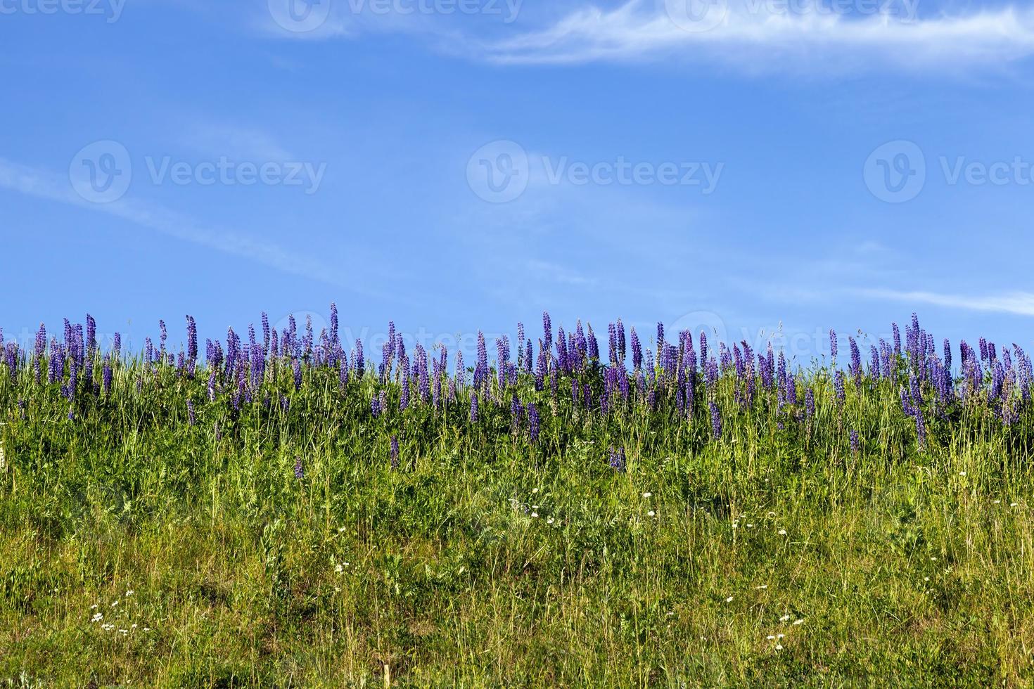 purple lupine, close up photo