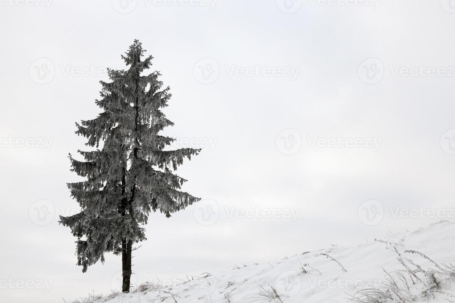 Winter tree, one fir photo