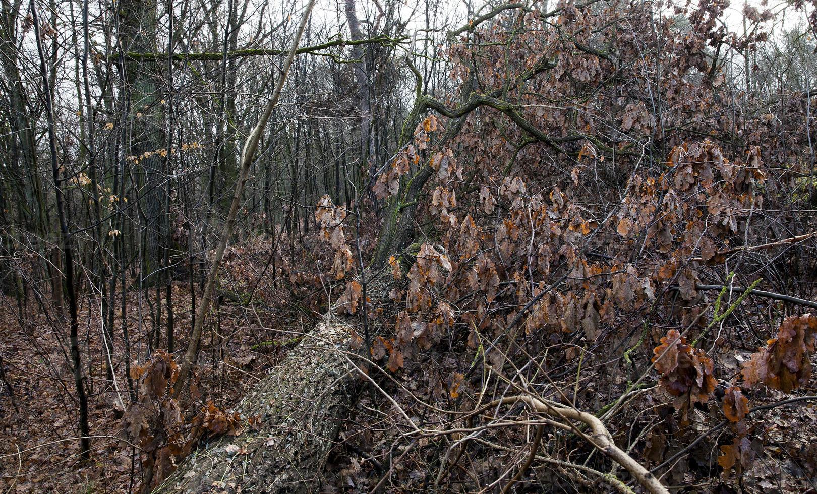 Forest in autumn photo