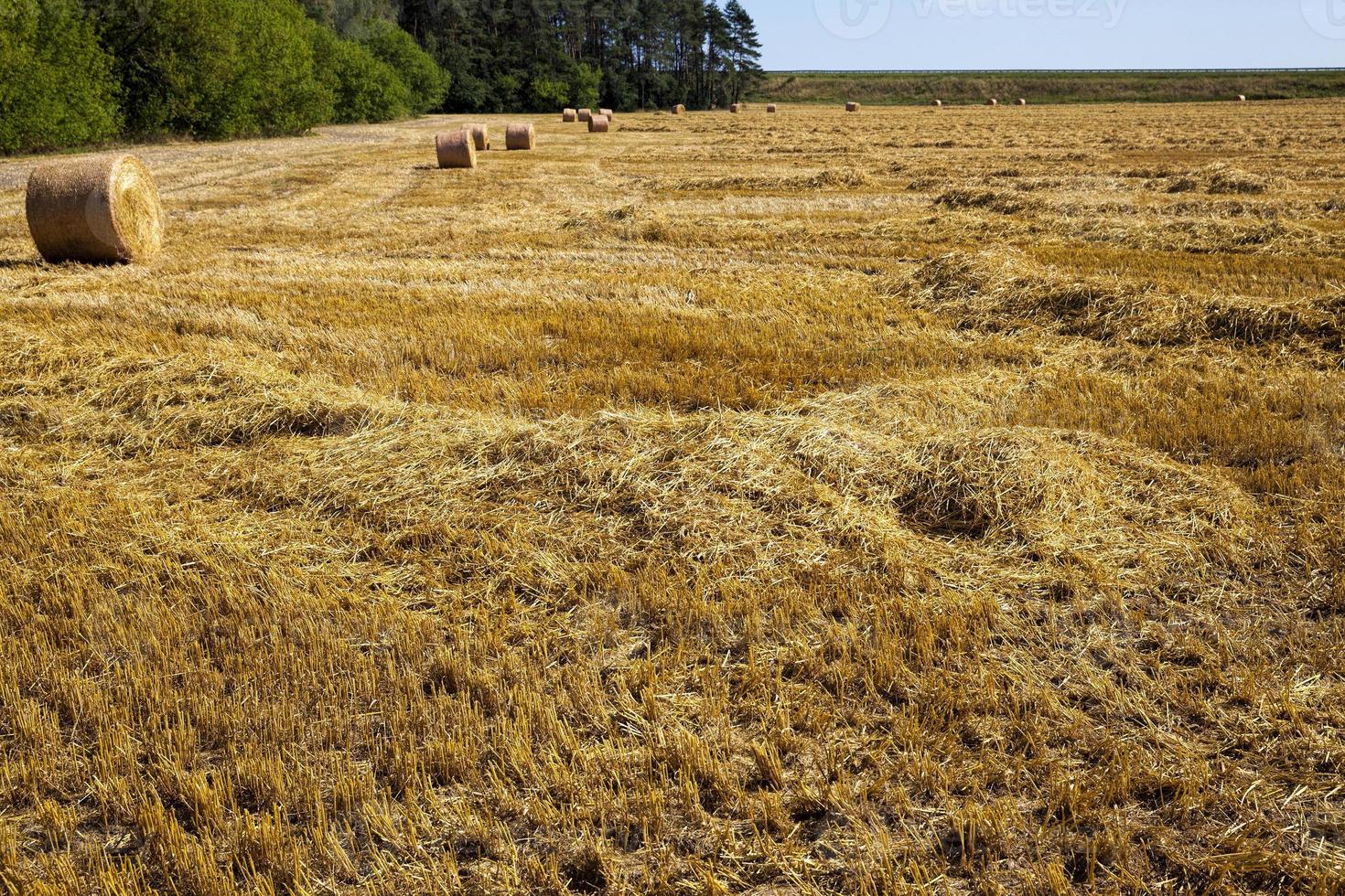 stacks of their wheat straw photo