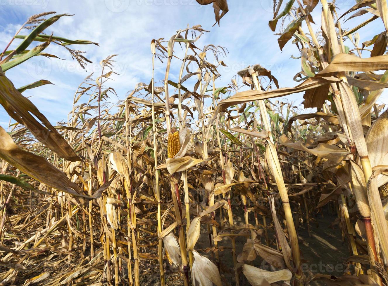 Field corn, agriculture photo