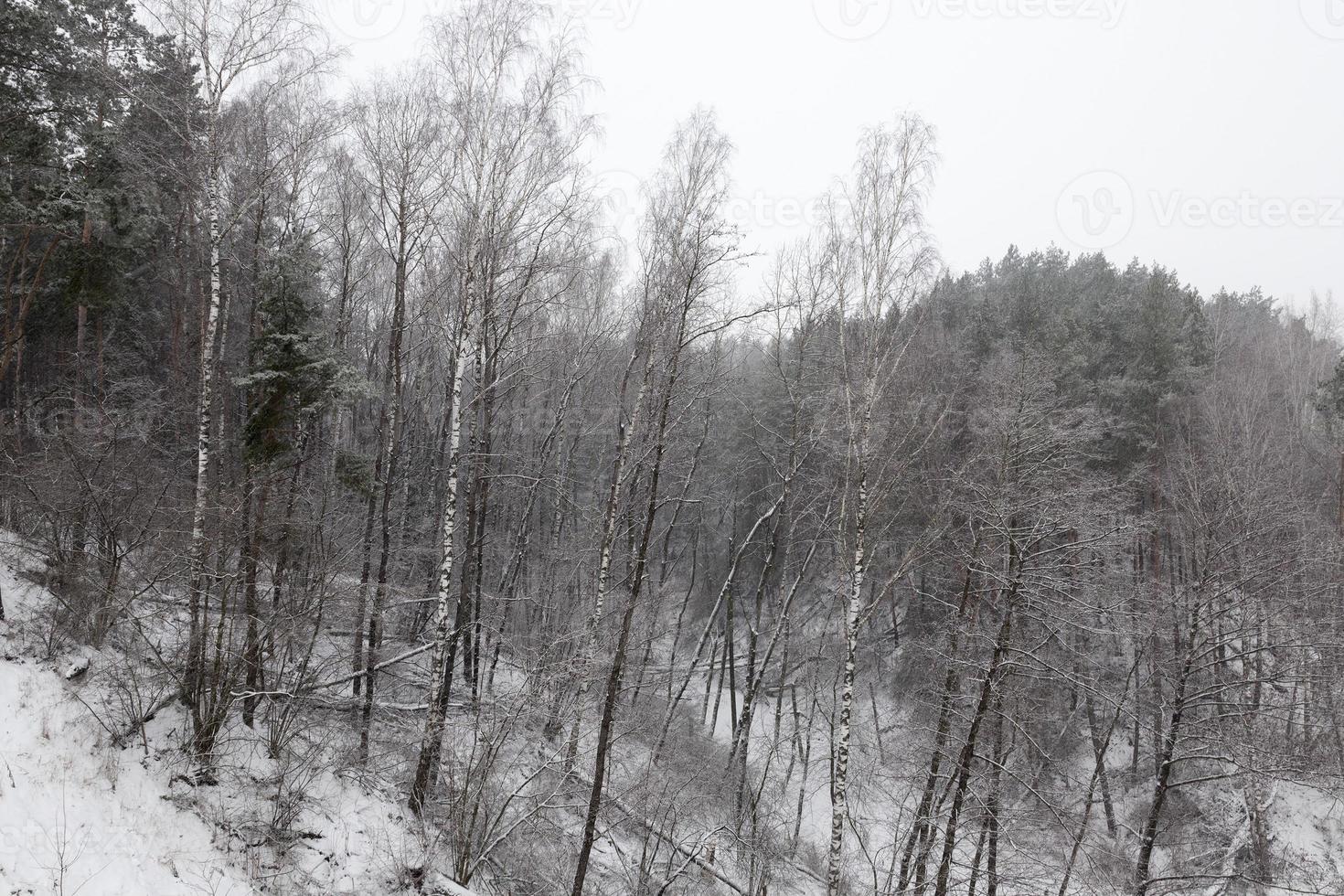 Snow drifts in winter photo