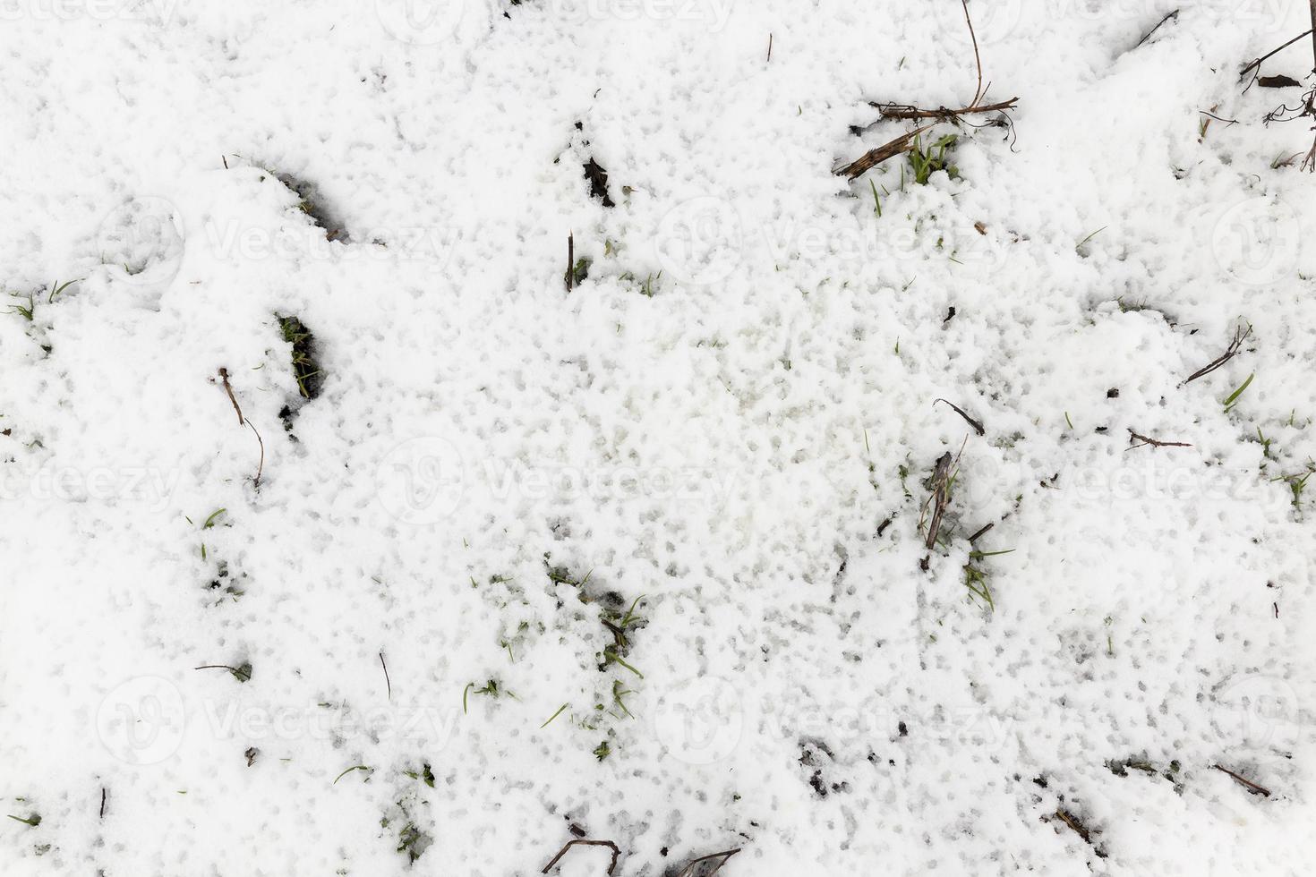 Snow drifts in winter photo