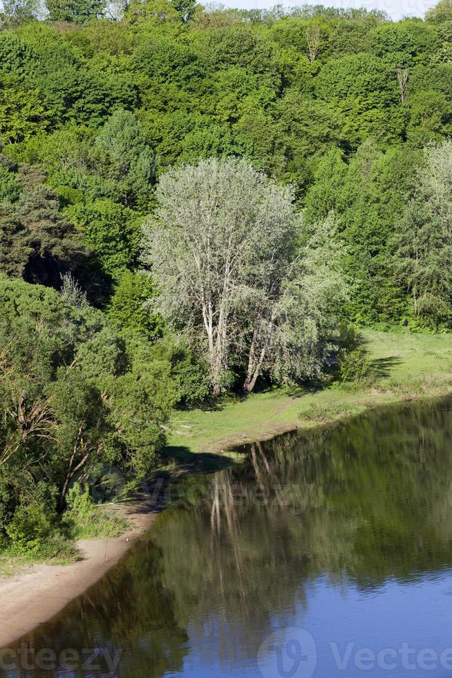 spring trees, river photo