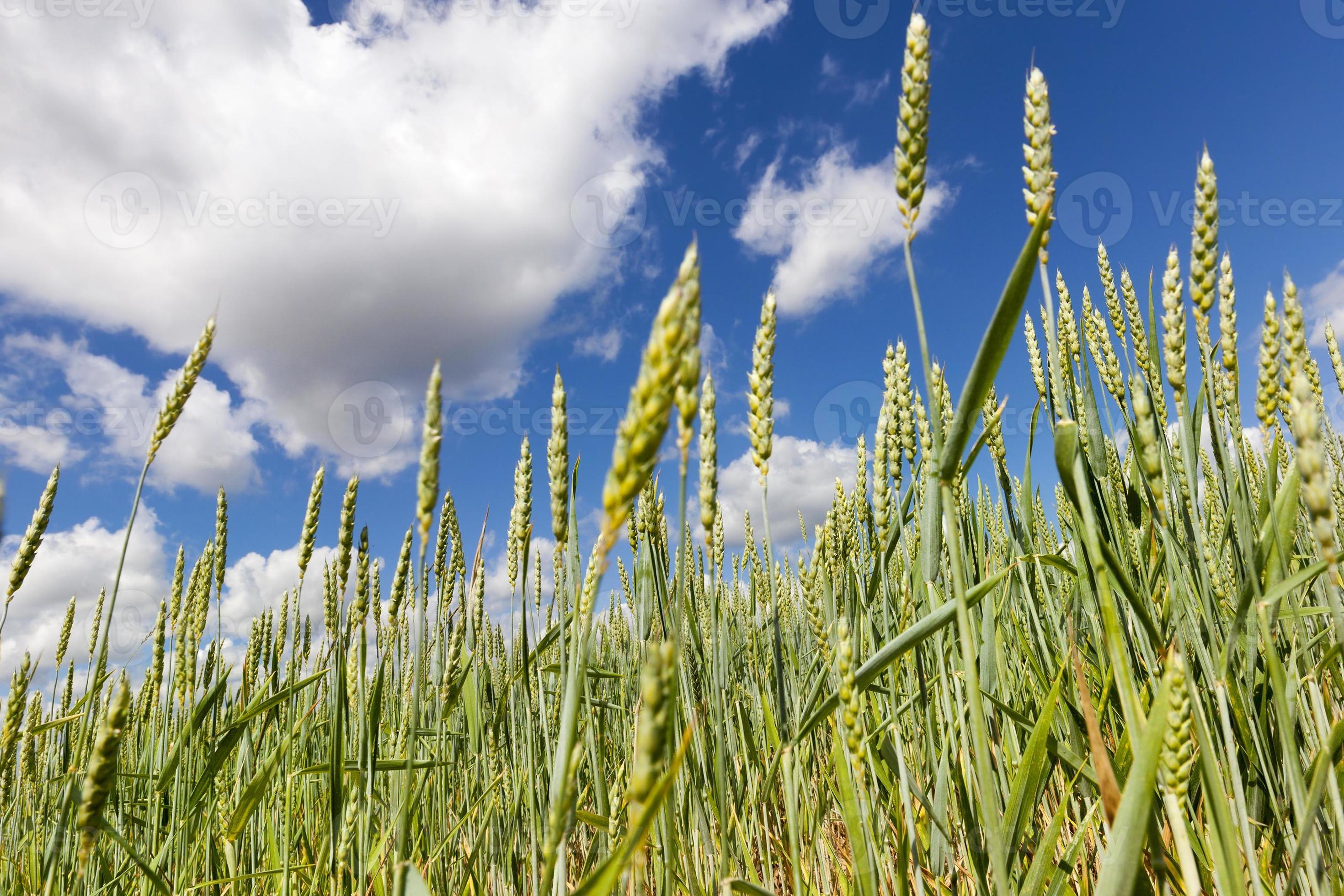 wheat yield, close up 9509132 Stock Photo at Vecteezy