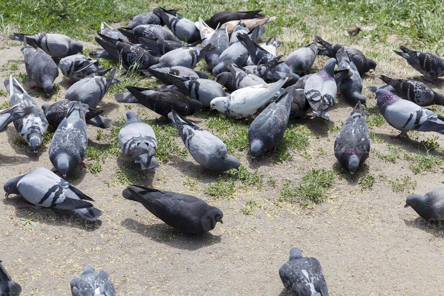 feeding pigeons, close up photo