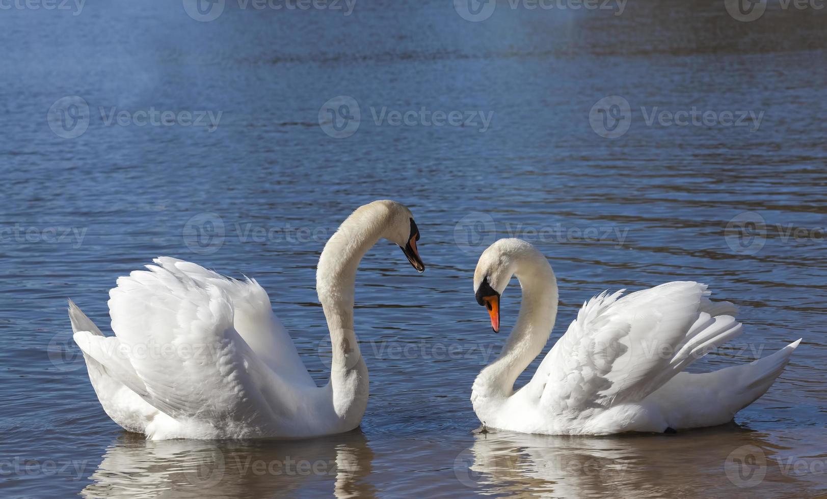 couple Swan in spring photo
