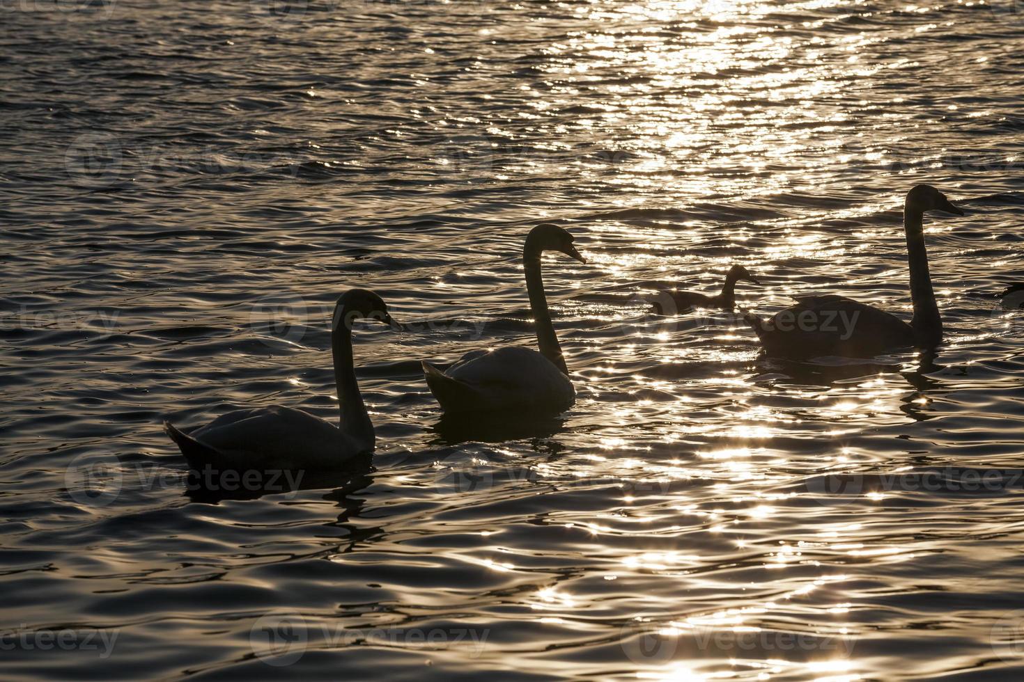 white colored Swan at sunset photo