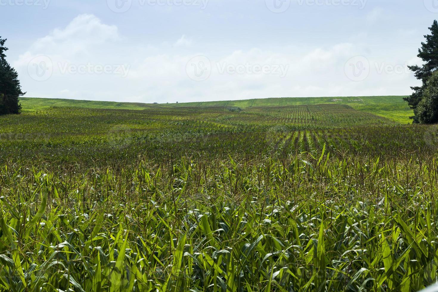 agricultural field where green corn grows photo