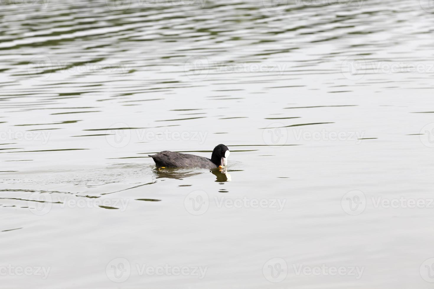 patos de aves acuáticas salvajes cerca de su hábitat foto