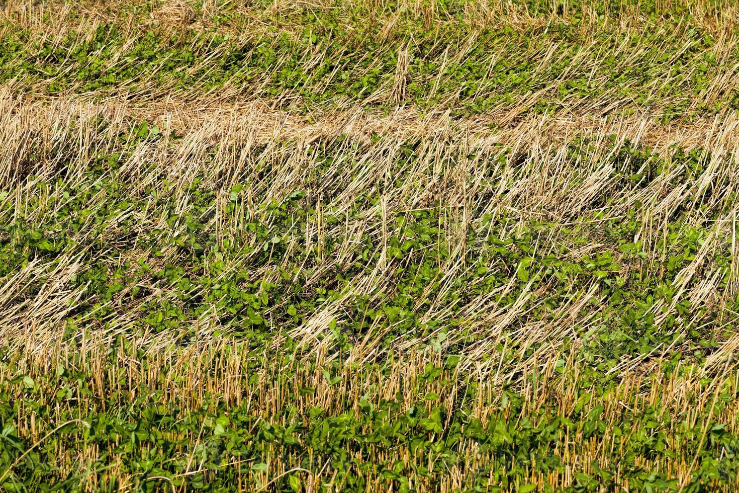 wheat, rye,barley and oats photo