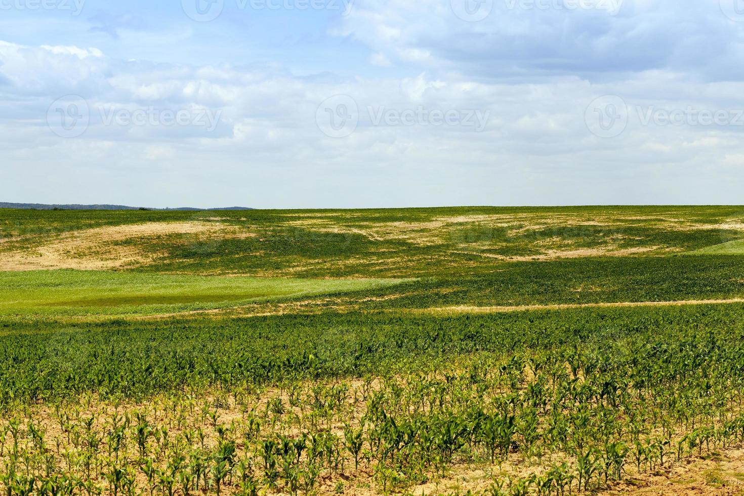 spring landscape green corn field photo