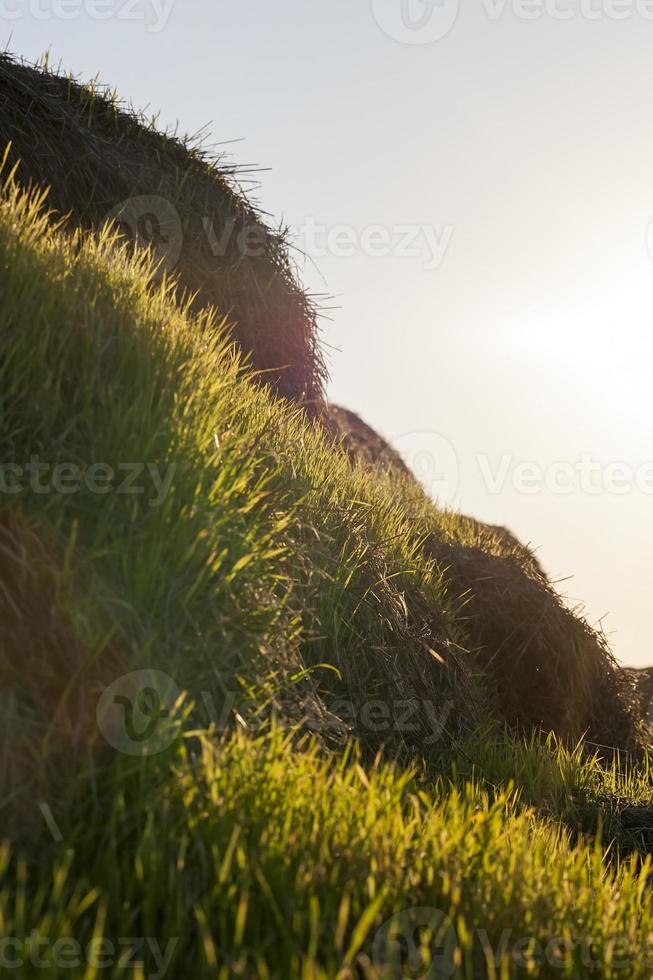 green grass, close up photo