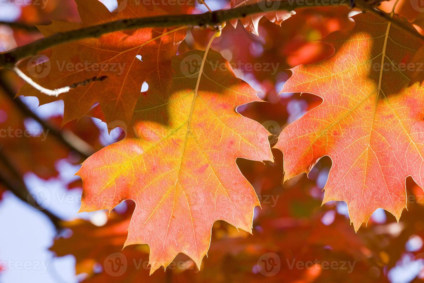 autumn oak foliage on trees photo