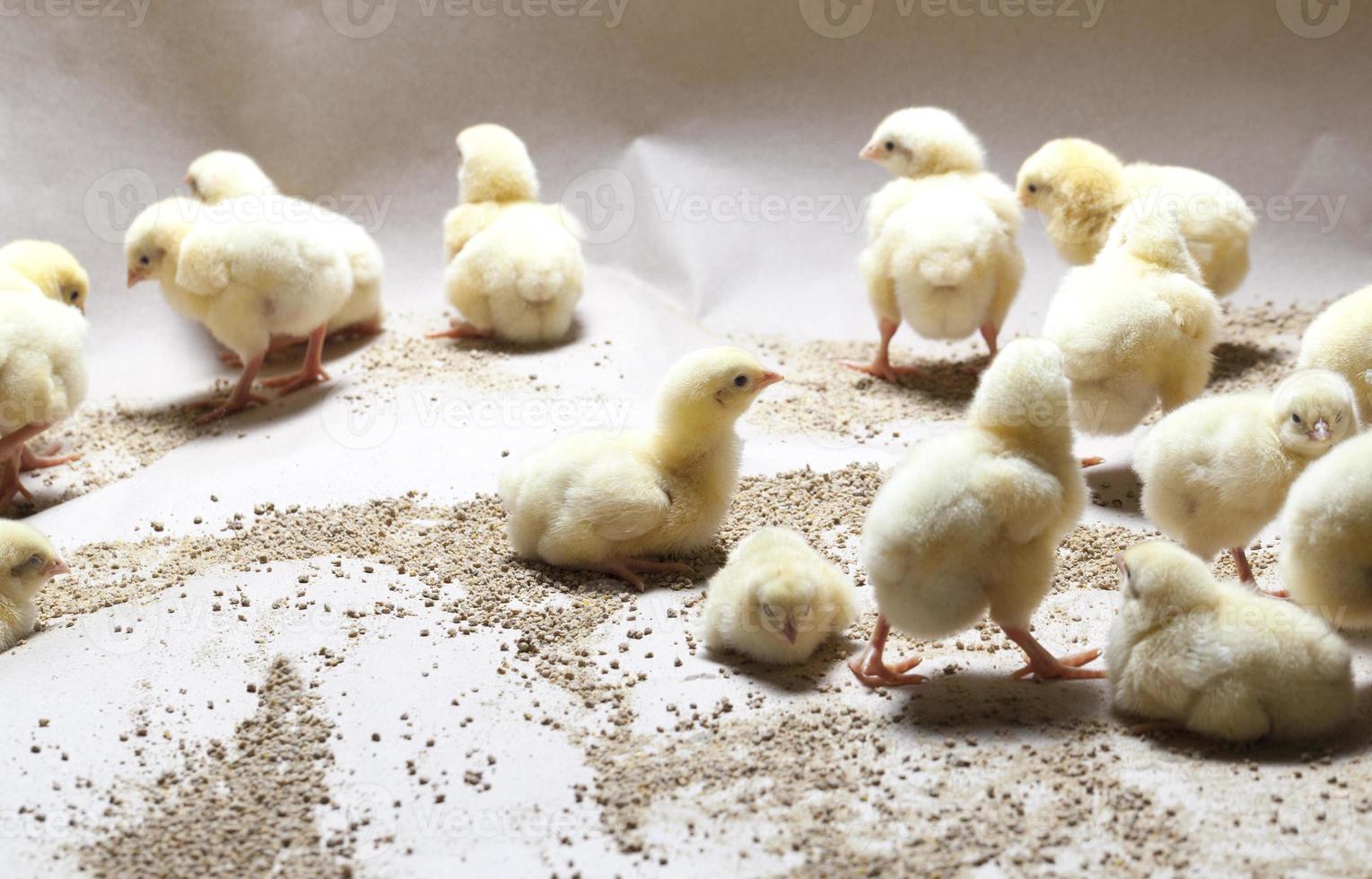 white meat chicken chicks at a poultry farm photo