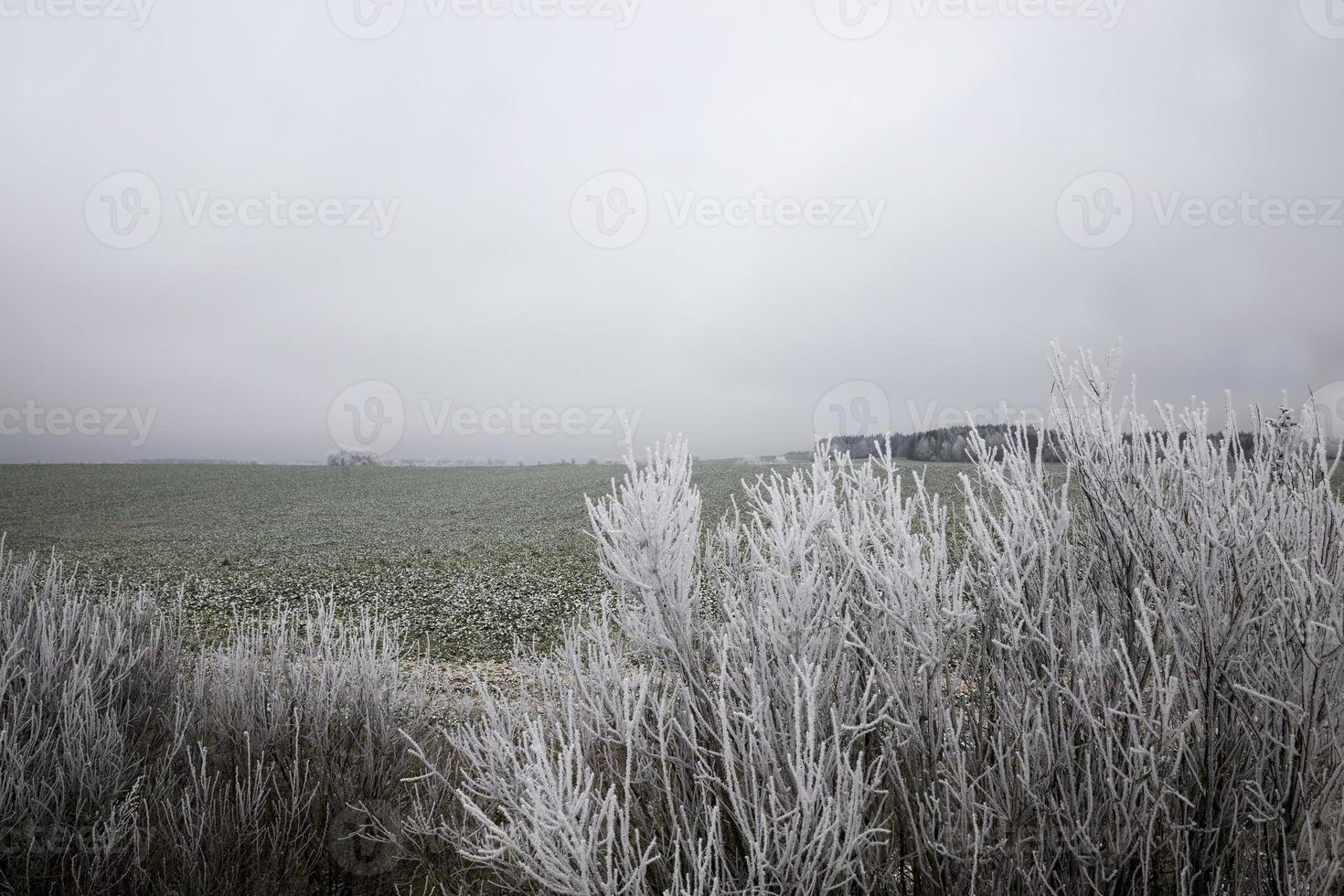 snow covered trees in the winter photo