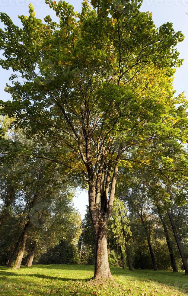 autumn maple, forest photo