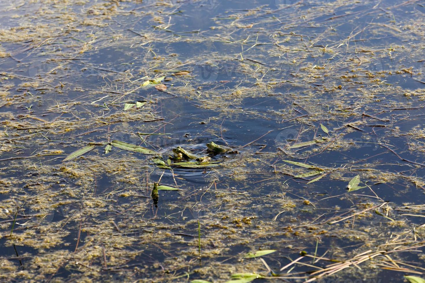 couple frog, close up photo