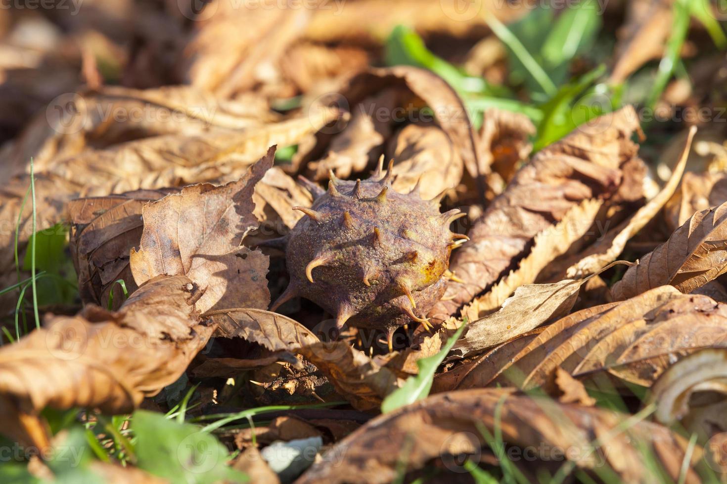 chestnut in autumn, close up photo