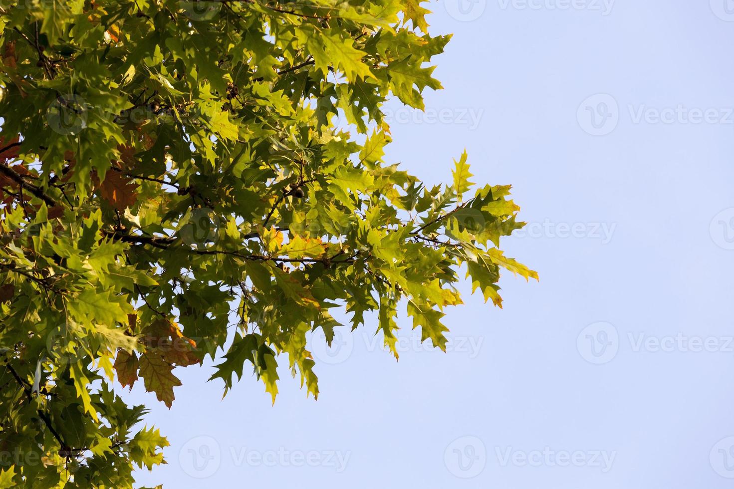 oak fall, close up photo