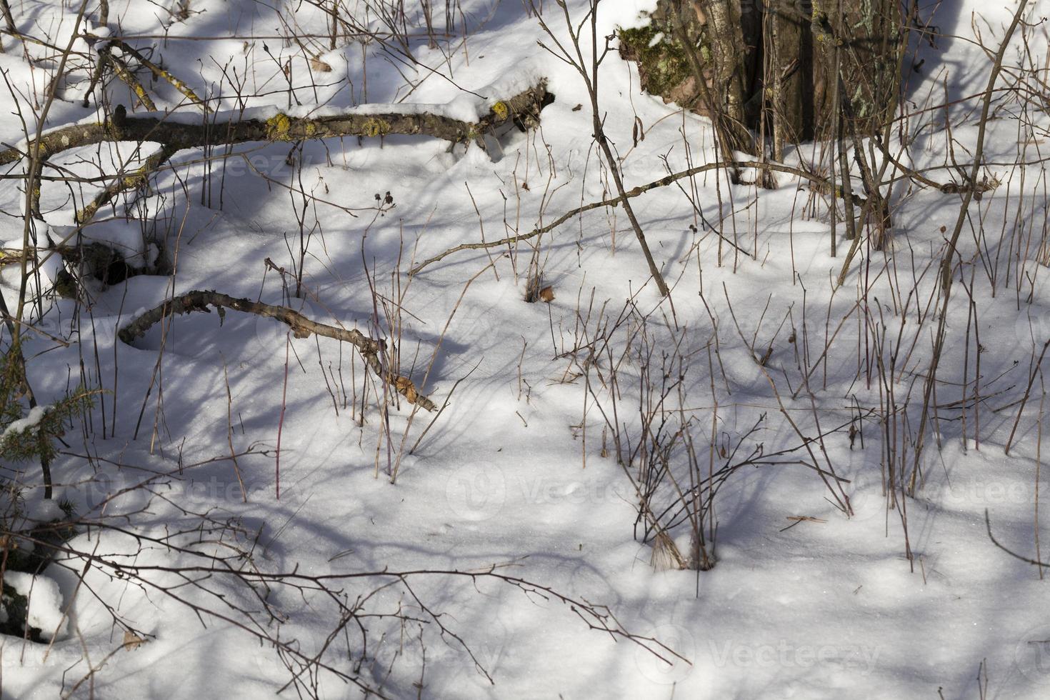 snowfall in winter and white fluffy cold snow and grass photo