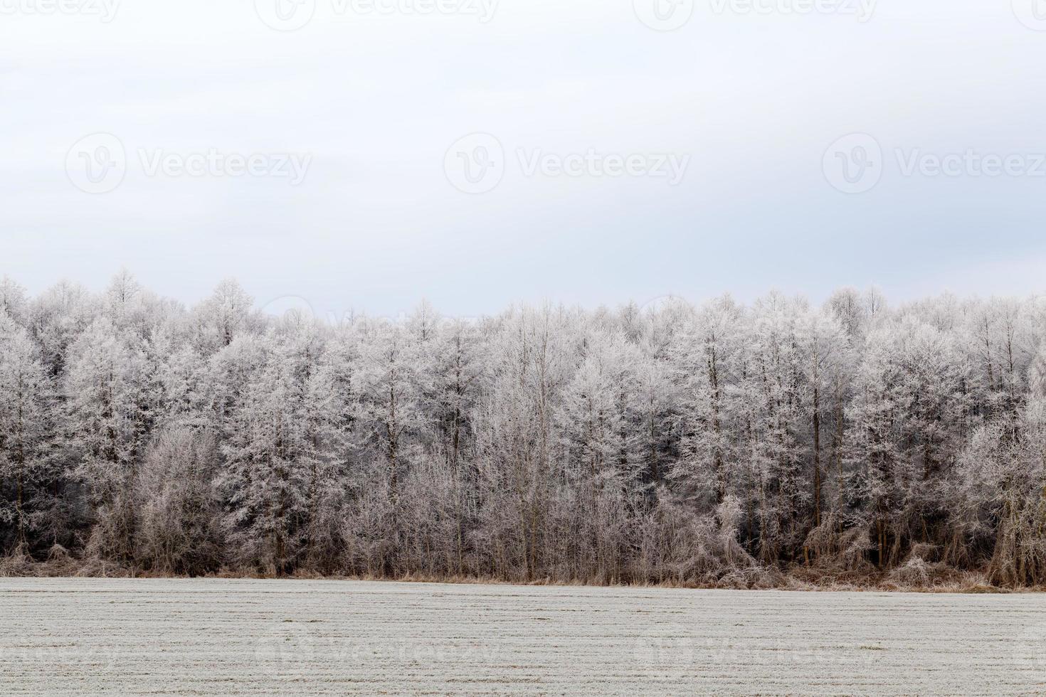 winter season with snow in the park or forest and pine firs photo