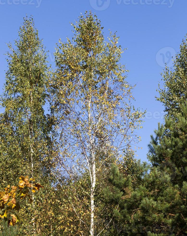 yellow birch, close up photo
