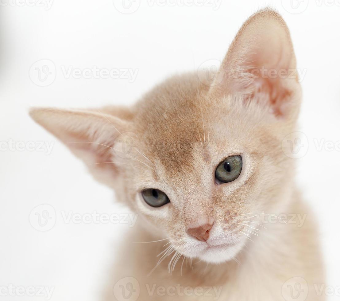 sad abyssinian kitten photo