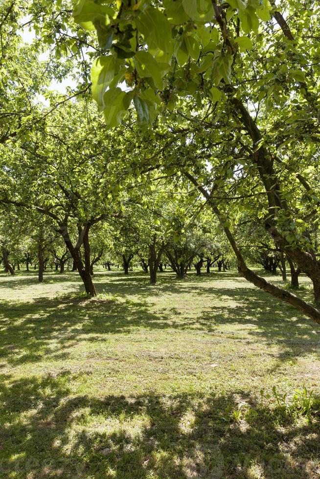 row of trees photo