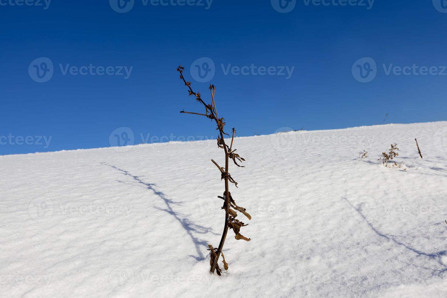 snow drifts and plants in winter photo