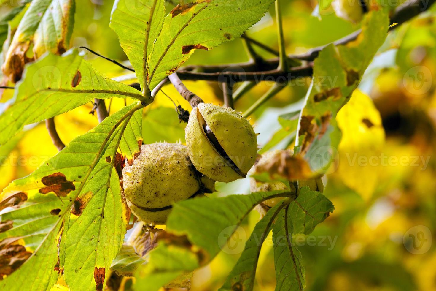 chestnuts on a tree branch photo