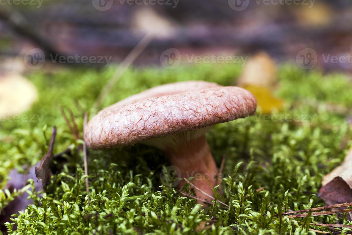 Forest mushroom .  forest photo