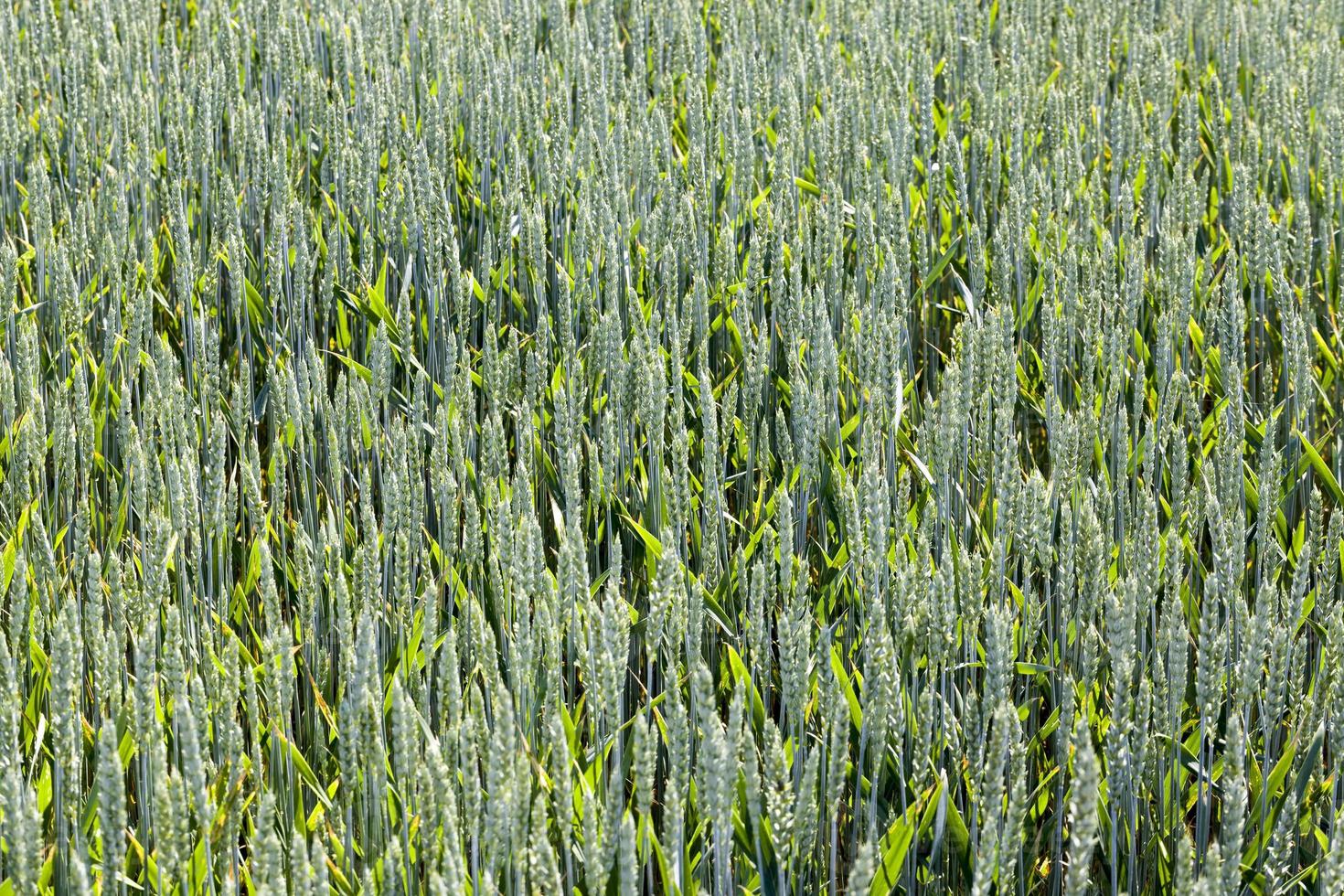agricultural field where green wheat has grown photo