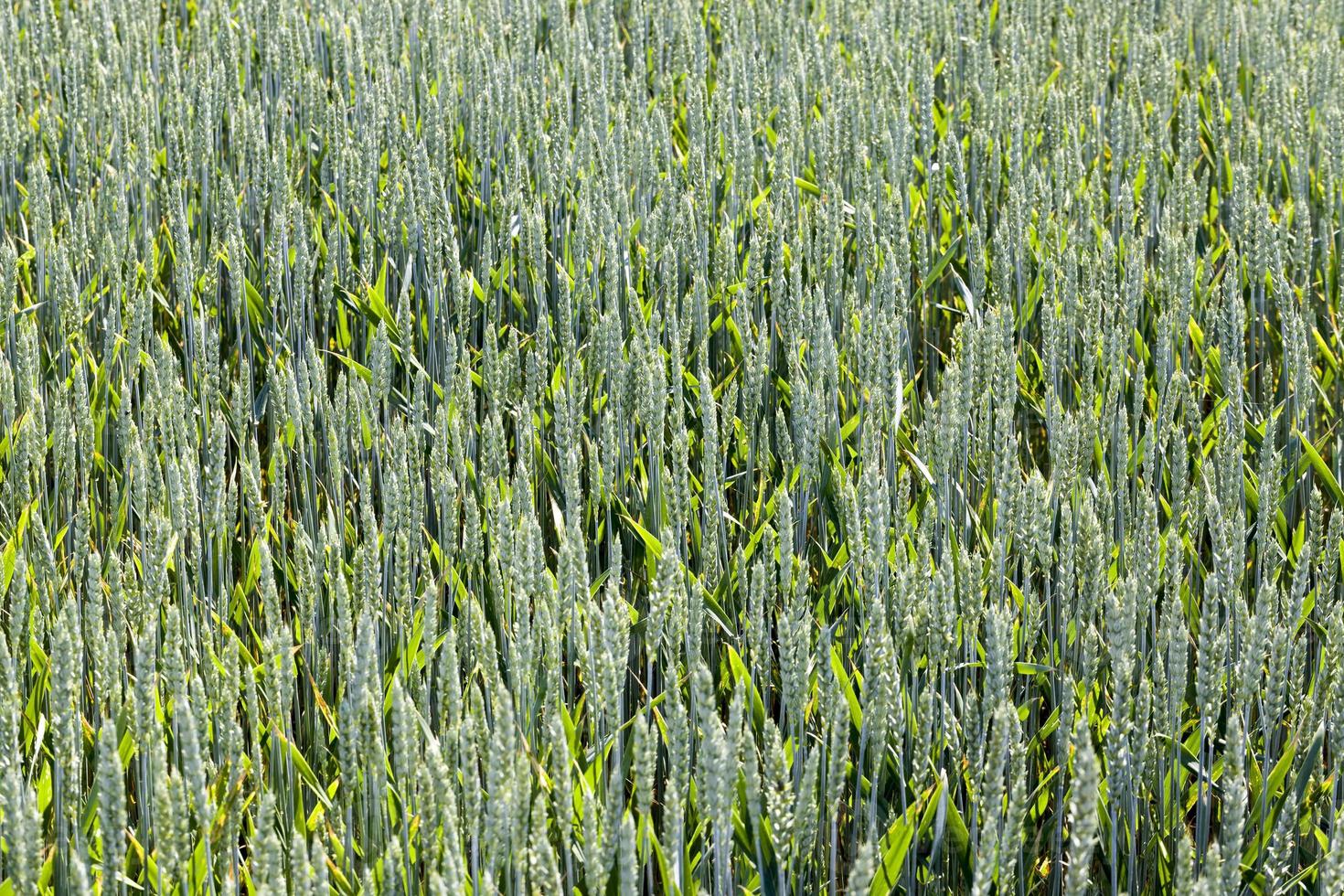 campo agrícola donde ha crecido el trigo verde foto